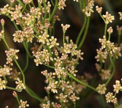 Eriogonum ampullaceum, photographed by Steve Matson