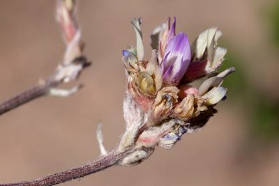 Astragalus gilensis, photographed by Cecelia Alexander