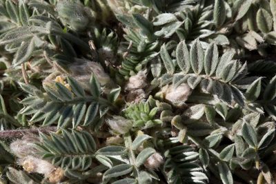 Astragalus gilensis, photographed by Cecelia Alexander