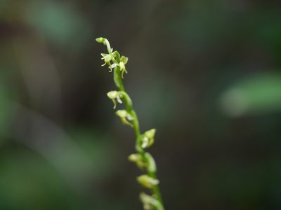 Peristylus aristatus, photographed by Dinesh Valke