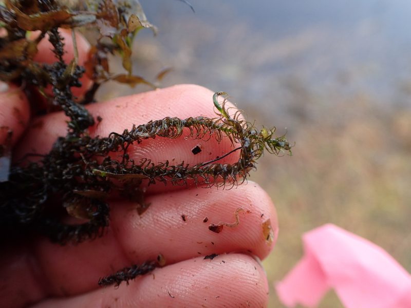 Drepanocladus longifolius, photographed by Matt Bowser