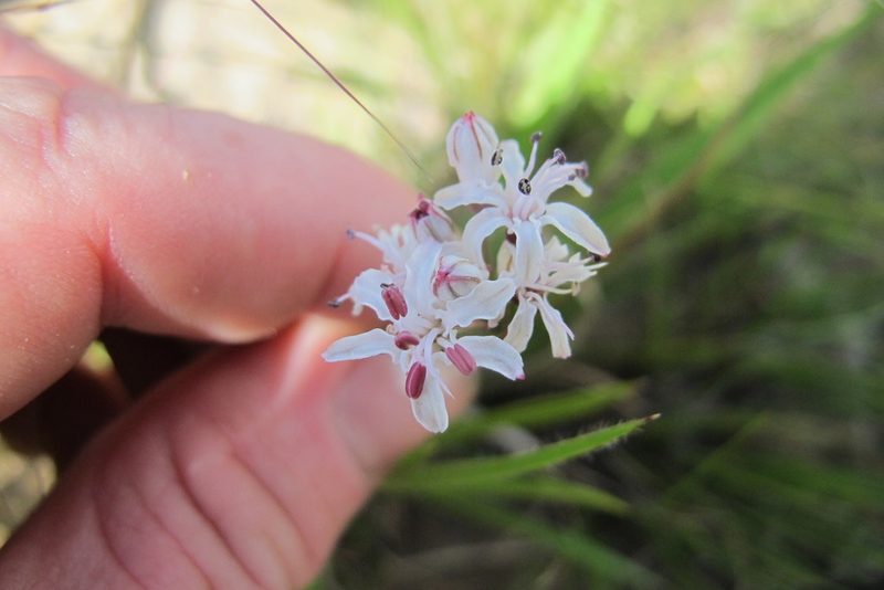 Nerine rehmannii, photographed by James Deacon