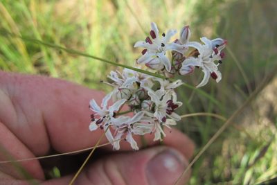 Nerine rehmannii, photographed by James Deacon