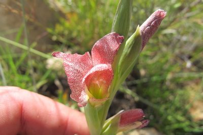 Gladiolus ecklonii, photographed by James Deacon