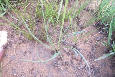 Aloe bergeriana, photographed by James Deacon