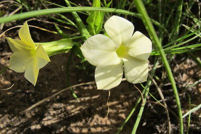 Exochaenium grande, photographed by James Deacon