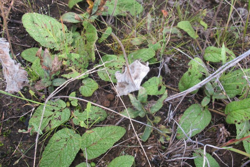 Hermannia transvaalensis, photographed by James Deacon