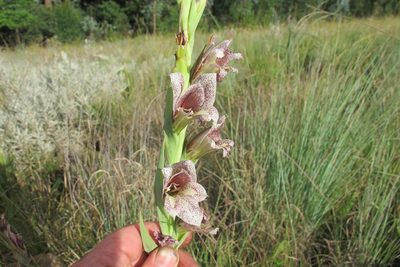Gladiolus ecklonii, photographed by James Deacon