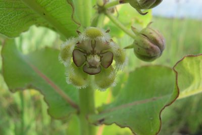 Xysmalobium undulatum, photographed by James Deacon