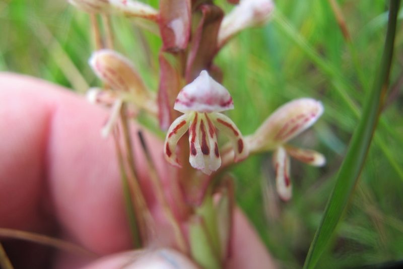 Satyrium cristatum, photographed by James Deacon