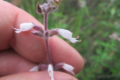 Syncolostemon albiflorus, photographed by James Deacon