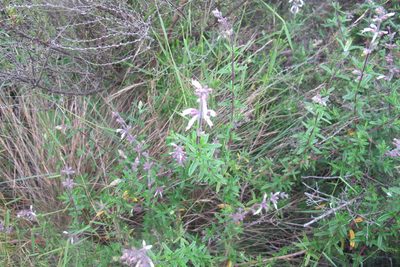 Syncolostemon albiflorus, photographed by James Deacon