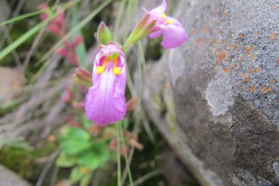 Craterostigma wilmsii, photographed by James Deacon