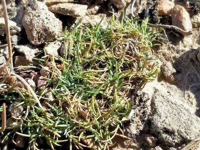 Agrostis muscosa, photographed by John Barkla