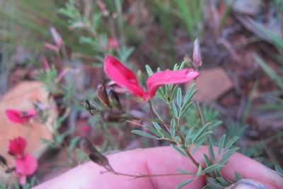 Indigofera tristoides, photographed by James Deacon