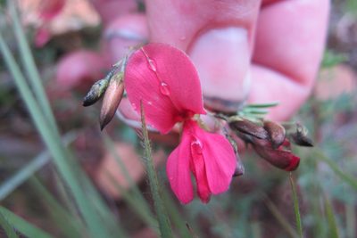 Indigofera tristoides, photographed by James Deacon