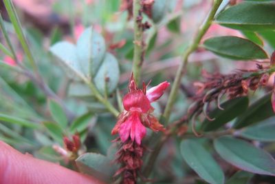 Indigofera oxalidea, photographed by James Deacon