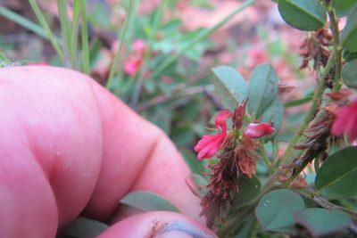 Indigofera oxalidea, photographed by James Deacon