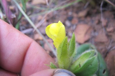 Pearsonia obovata, photographed by James Deacon