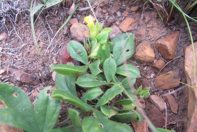 Pearsonia obovata, photographed by James Deacon