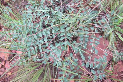 Indigofera sanguinea, photographed by James Deacon