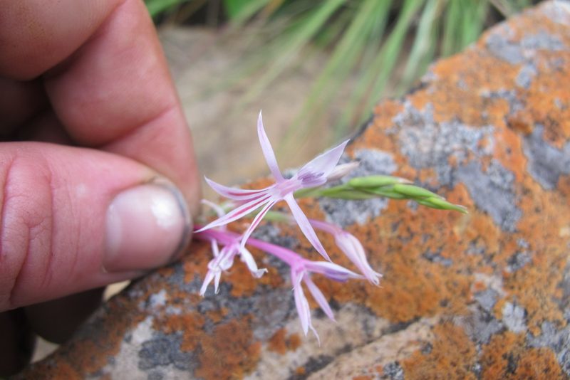 Radinosiphon leptostachya, photographed by James Deacon