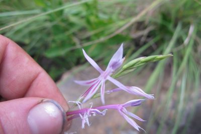 Radinosiphon leptostachya, photographed by James Deacon