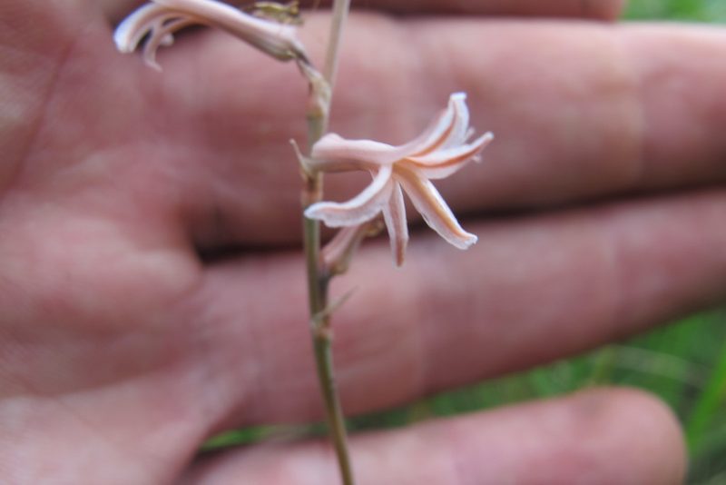 Aloe bergeriana, photographed by James Deacon