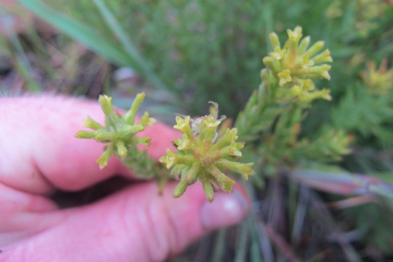 Gnidia phaeotricha, photographed by James Deacon
