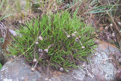 Helichrysum chionosphaerum, photographed by James Deacon