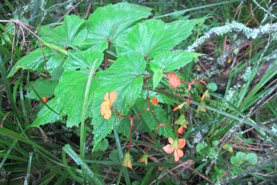 Begonia sutherlandii, photographed by James Deacon