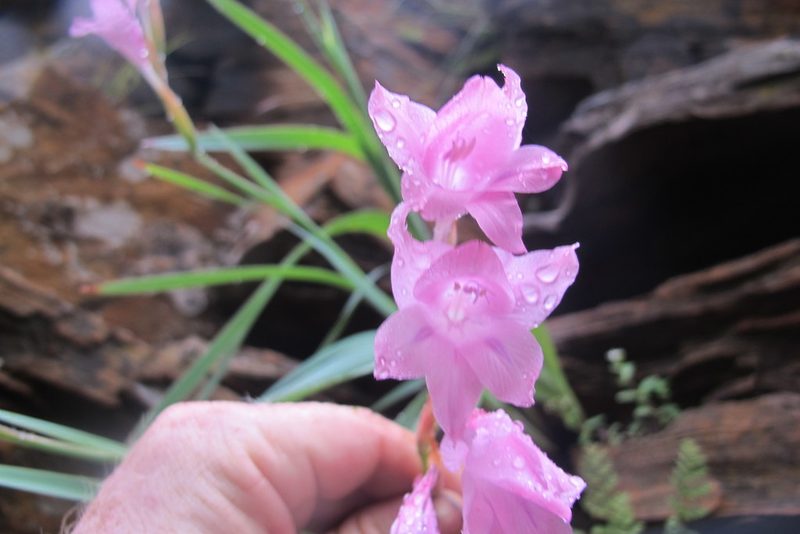 Gladiolus saxatilis, photographed by James Deacon