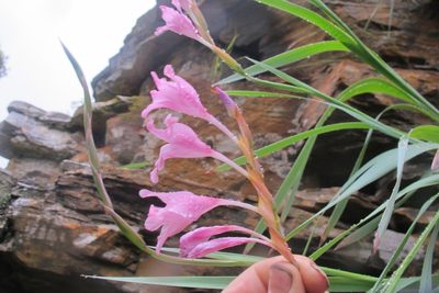 Gladiolus saxatilis, photographed by James Deacon