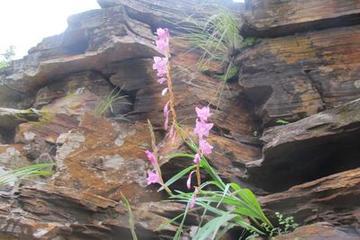 Gladiolus saxatilis, photographed by James Deacon