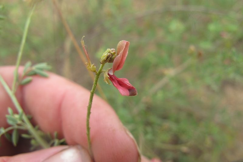 Indigofera lydenburgensis, photographed by James Deacon