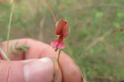 Indigofera lydenburgensis, photographed by James Deacon