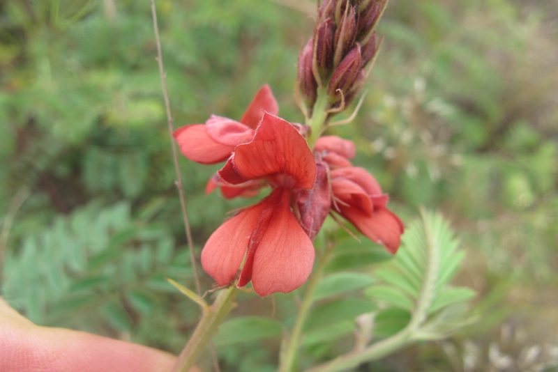 Indigofera sanguinea, photographed by James Deacon