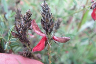 Indigofera atrata, photographed by James Deacon