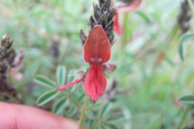 Indigofera atrata, photographed by James Deacon