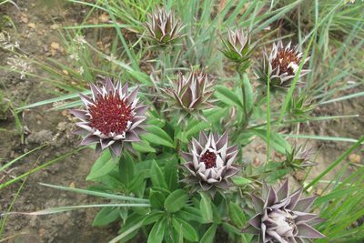 Macledium zeyheri, photographed by James Deacon