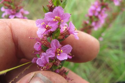 Ammannia sagittifolia, photographed by James Deacon