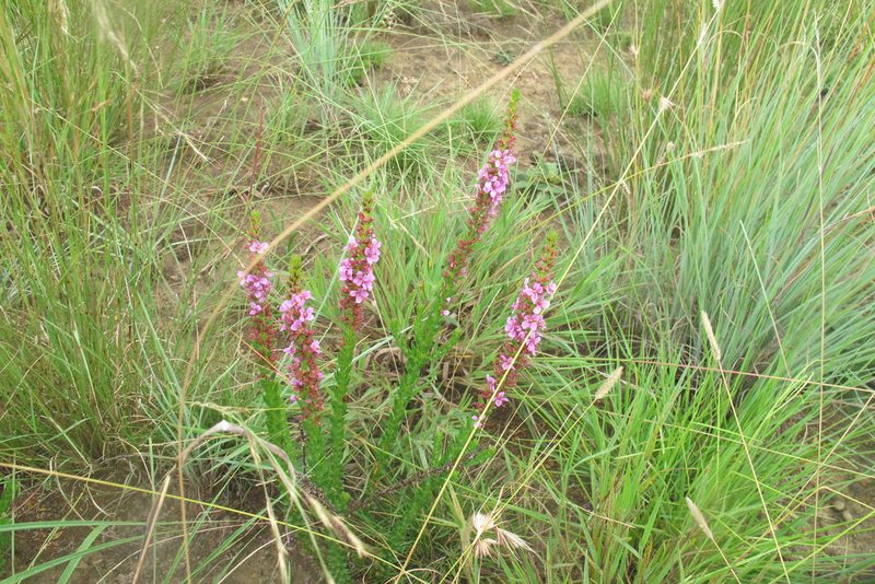 Ammannia sagittifolia, photographed by James Deacon