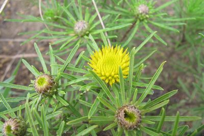 Geigeria burkei, photographed by James Deacon