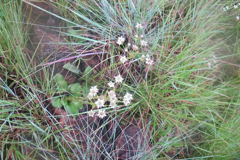 Alepidea setifera, photographed by James Deacon
