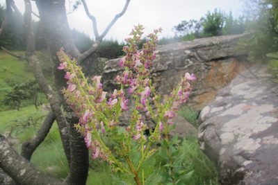 Coleus calycinus, photographed by James Deacon