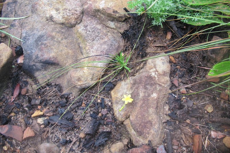 Hypoxis longifolia, photographed by James Deacon
