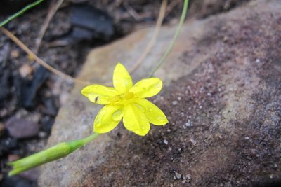 Hypoxis longifolia, photographed by James Deacon