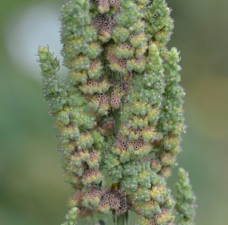 Mesosphaerum pectinatum, photographed by kbkash