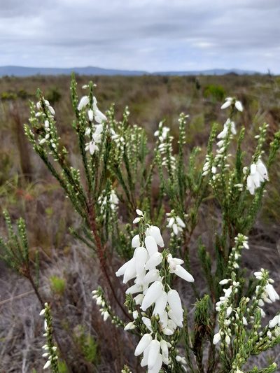 Erica penduliflora, photographed by Eugene Hahndiek