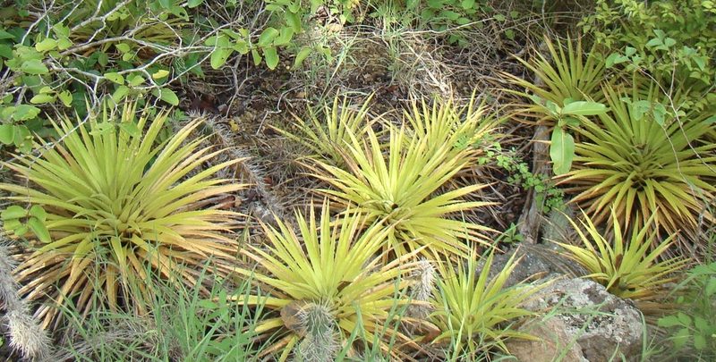 Bromelia humilis, photographed by Jean-Paul Boerekamps